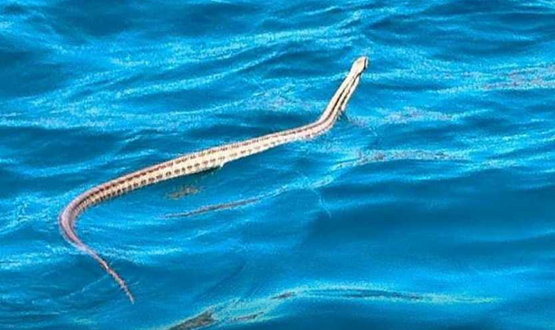 Iz mora u Neumu izvukao zmiju