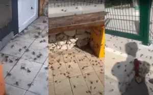 Najezda insekata šokirala mještane. Stručnjak: 