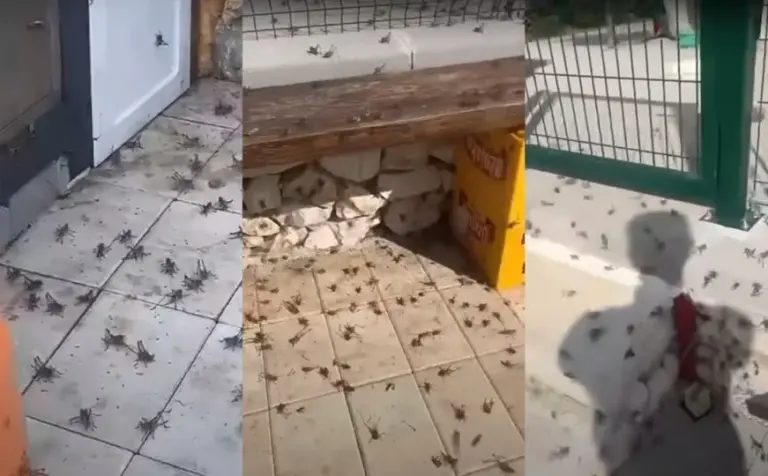 Najezda insekata šokirala mještane. Stručnjak: “Na ovo treba paziti”