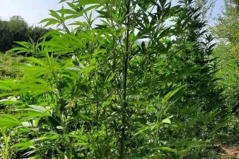 Pronađena još jedna plantaža marihuane, u akciji učestvovalo više policijskih jedinica