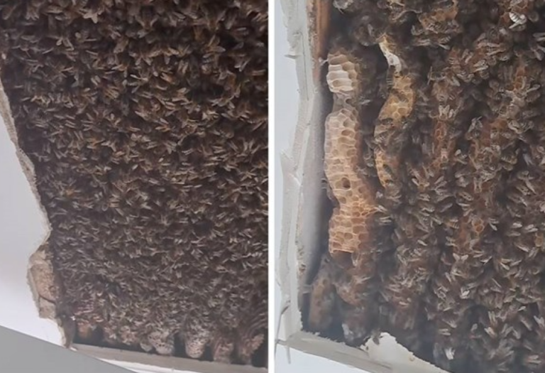 Unuci su kod bake i djeda čuli zujanje, otkriće u stropu je sve šokiralo