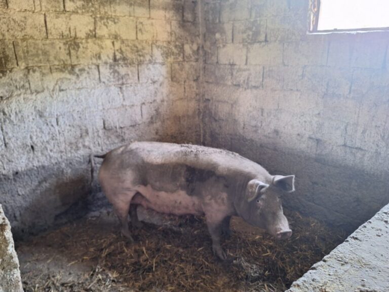 Svinja napala ženu dok joj je vraćala prase, hospitalizirana sa teškim povredama