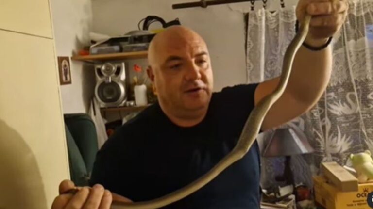 Zmija pojela kanarince, pa se sklupčala u kavezu: Nazire se plijen u njenom tijelu