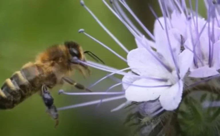 Jeste li ikada čuli za ovu vrstu meda? Jedna je od najcjenjenijih u svijetu