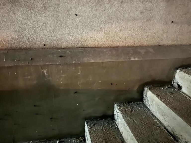 NES ZENICA: Glodari i žohari