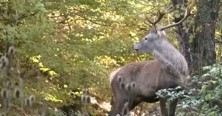 Nakon više od 30 godina na bh. planinu se vratili jeleni, za sada ih ima ukupno 24