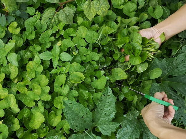 Čudo od biljke: Najbolja je za cirkulaciju, bolje pamćenje…