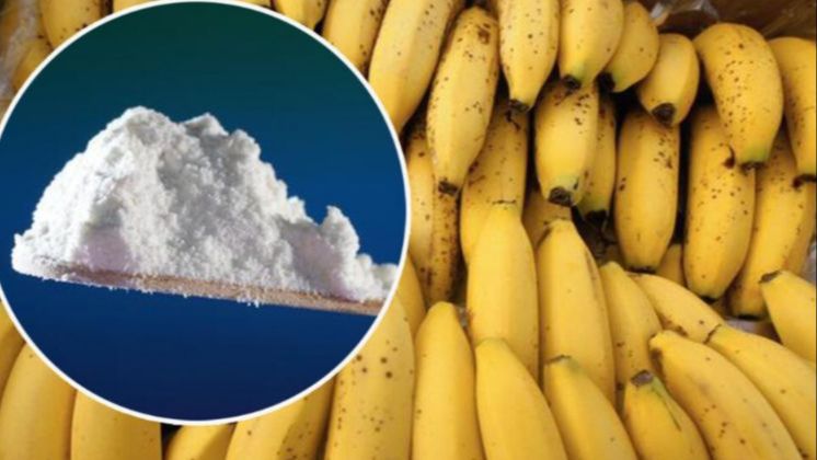 Carinici u bananama pronašli 334 kilograma kokaina