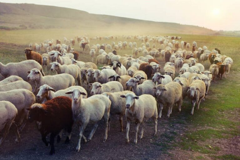 Čopor pasa u selu Isakovo napao djecu i ubio stado ovaca, mještani u strahu i bez pomoći nadležnih