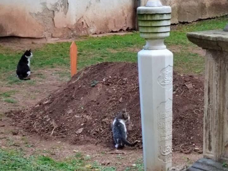 Dirljiv prizor nakon dženaze hafizu Ismetu ef. Spahiću: Mačke čuvale njegov mezar