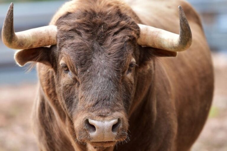 I OVO JE BIH: Za šest bikova domaćinu dao 1.000 maraka