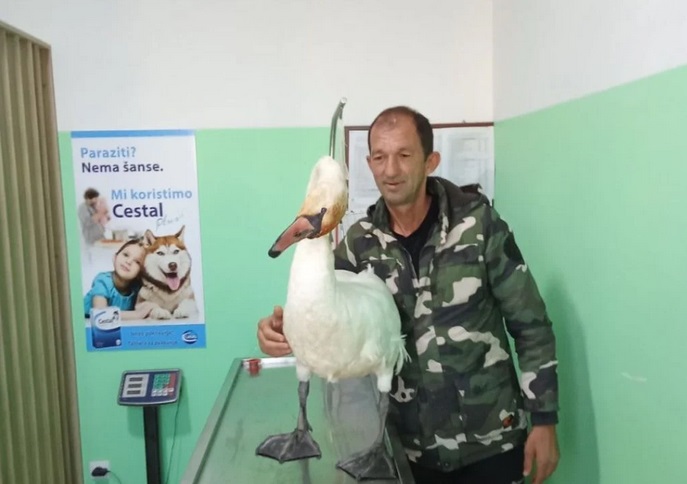 EMPATIJA | Bekir rizikovao zdravlje kako bi pomogao labudu