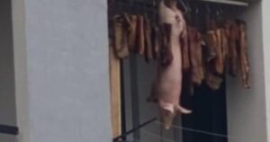 Pečenica do pečenice, a u sredini prase: Živi u zgradi, a kao da je sam u svom dvorištu na selu