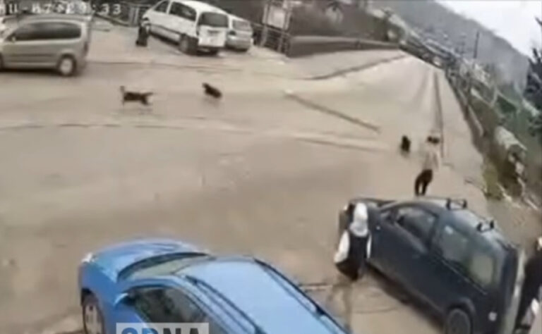 Napad pasa lutalica u Zavidovićima: Srednjoškolac izbjegao napad brzom reakcijom