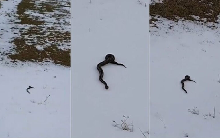ŠTA SMO DOČEKALI | Mladići u Tomislavgradu snimili zmiju na snijegu