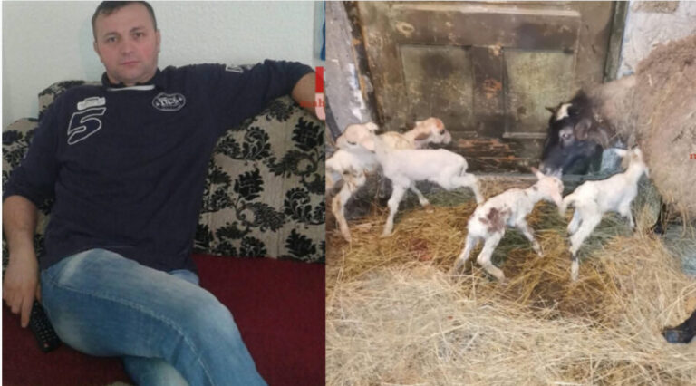 Malo čudo u Ormanovom Potoku: Ovca Edhema Ormana ojanjila četiri janjeta