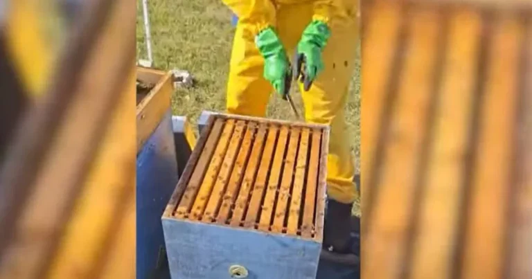 Pčelinji otrov izuzetno cijenjen i tražen, proizvodi se i u BiH, kilogram oko 40 hiljada maraka