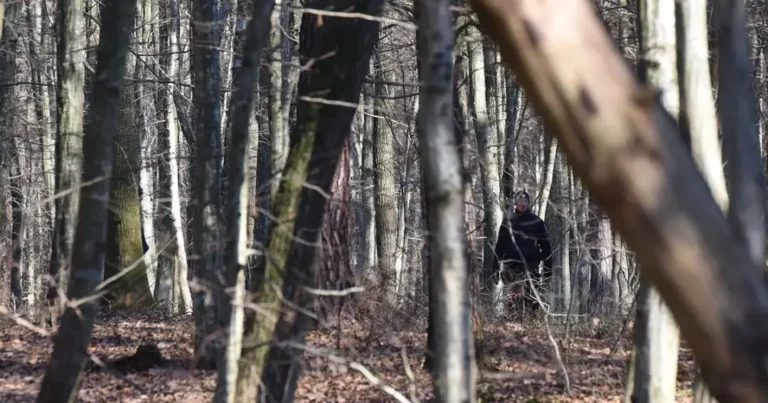 Za krađu šume izricali novčane kazne od 50 do 500 maraka: Isplati li se biti šumokradica?