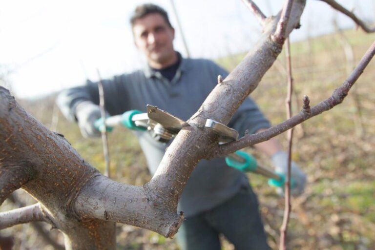 Onaj ko zna rezati voćke može zaraditi dnevno i do 200 KM