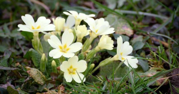 Ljekovita biljka proljeća: Jagorčevina liječi srčane bolesti, ČISTI PLUĆA I BUBREGE, ovaj napitak morate zapisati