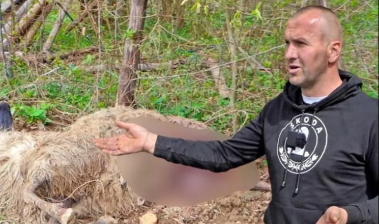 Nesretnom mještanu iz Donjeg Vakufa medvjed zaklao ovce: Dežuramo svaku noć, plašimo se za stoku