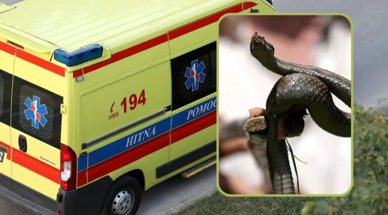 Poskoci ponovo prijete: Usmrtili kravu, troje ljudi završilo u bolnici zbog ugriza
