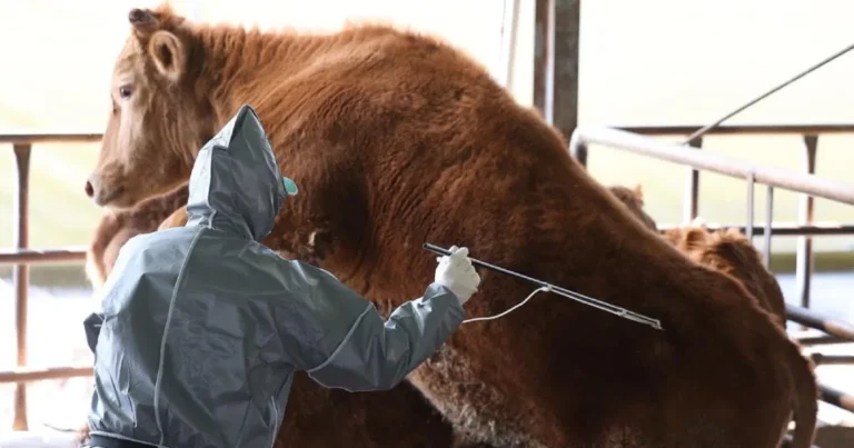 BiH uvodi preventivne mjere: Slinavka i šap se brzo šire i uništavaju ekonomiju