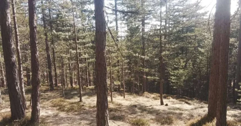 Gorani FBiH za Dan planete Zemlje: Sistemski podsticati čuvanje, značaj, obnovu i zaštitu šuma
