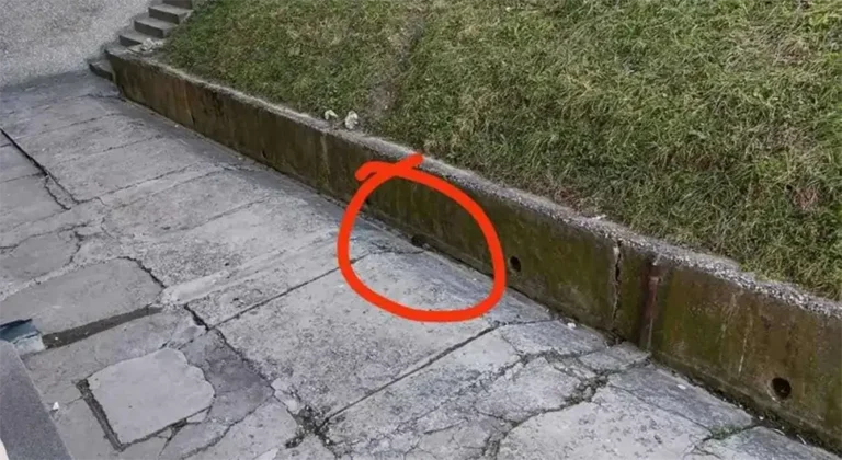 Šokantan video iz glavnog grada u BiH: Pacovi na ulicama izgledaju k’o mačke, vrane bježe od njih