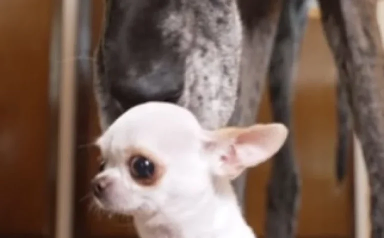 Prijateljstvo iznad svega: Susreli se najviši i najniži pas na svijetu, a evo koliko su visoki