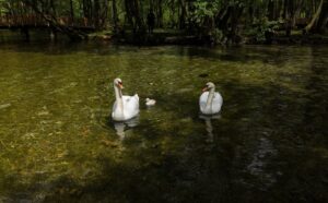 Maj i mirna, sunčana subota na Vrelu Bosne: Labuđa porodica obradovala mnoge