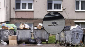 Proglašena epidemija leptospiroze