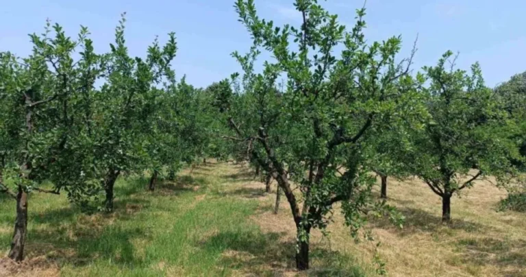 Savjetuju da ove godine ne kupujete šljivu za rakiju, čekajte bolju godinu