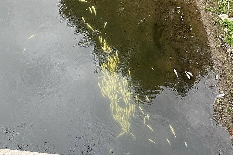 Stotine mrtvih riba na obali Bosne kod Zenice, pronađene i uginule lisice pored puta