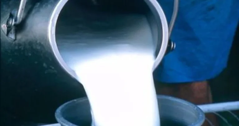 Dok propadaju farme krava: Koliko smo lani uvezli mlijeka, sira, putera, pavlake…