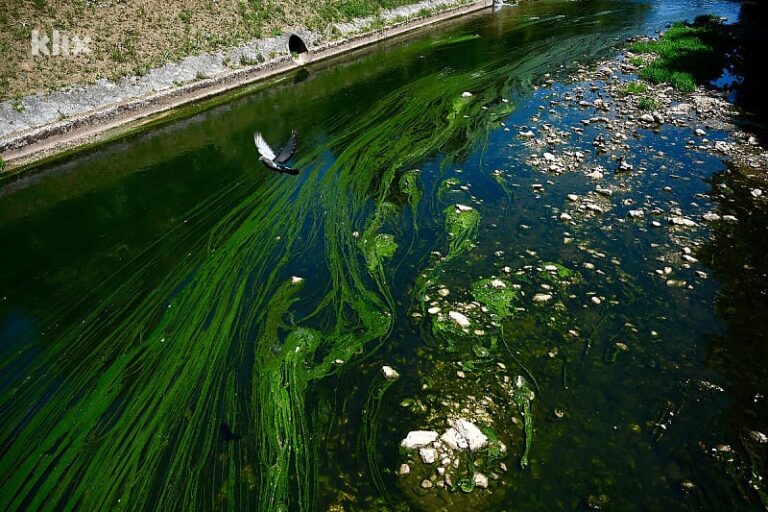 Rijeka Miljacka u Sarajevu prekrivena algama i prljavštinom: Da li ovo priliči glavnom gradu?