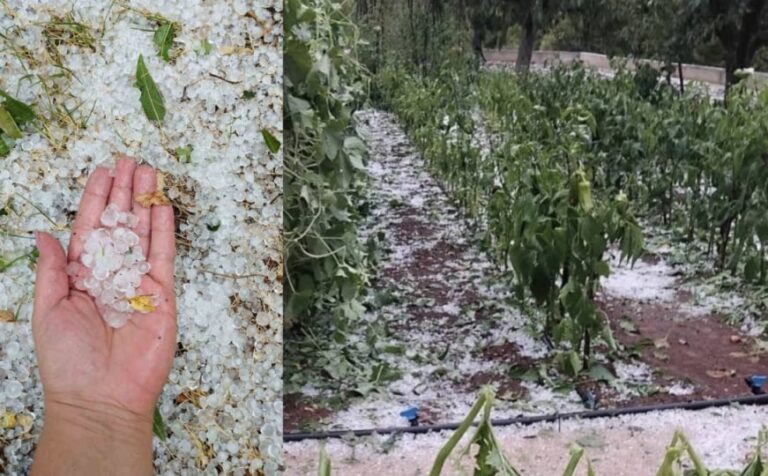 Led pogodio kod Širokog Brijega: Uništeni vrtovi i vinogradi, mještani zbrajaju štetu