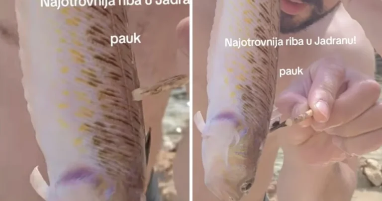 Otrovna riba-pauk snimljena u plićaku na Jadranskom moru: Ubod je strašan, a bol neopisiva