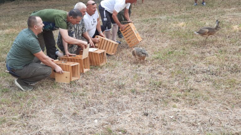 Lovišta u LD „Srndać“ ove godine bit će bogatija za 100 divljih zečeva