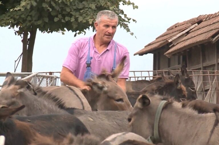 Izet Babić iz Bihaća uzgaja 150 magaraca: “Ako vam je cilj samo novac, ovaj posao nije za vas”