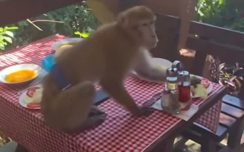 Majmun upao u restoran u Crnoj Gori i pojeo ručak turistima