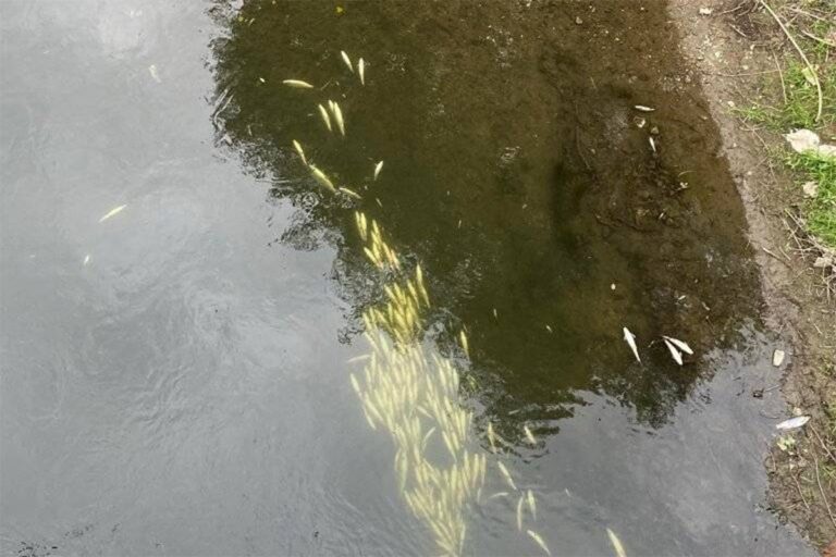 Ekološka katastrofa: Uginule ribe plutaju Bosnom