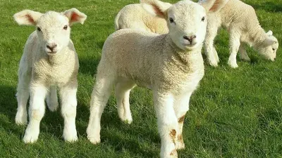 Slučaj u BiH: Tokom dvije godine ukrali 28 janjadi, uhvaćeni na djelu