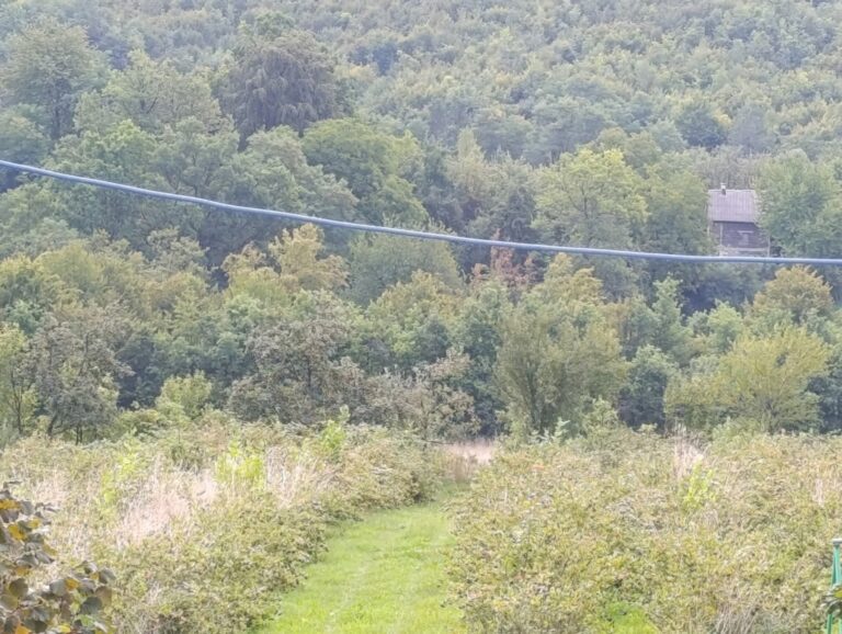 Neviđeno u BiH: Građani pozvani da BESPLATNO beru aroniju – pogledajte gdje!