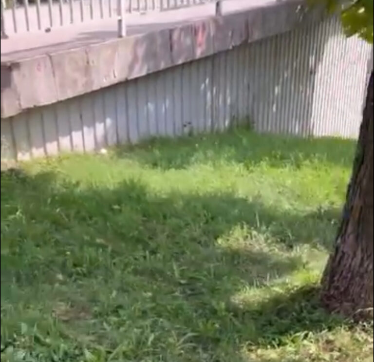 U blizini dječijeg igrališta u Zenici uočena zmija