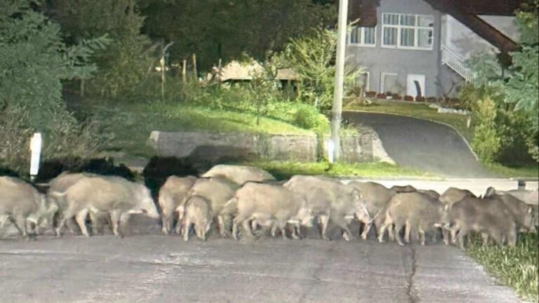 Divlje svinje haraju po njivama kukuruza na sjeveru BiH: Štetočine se više ne boje ni pucnja iz plinskog topa