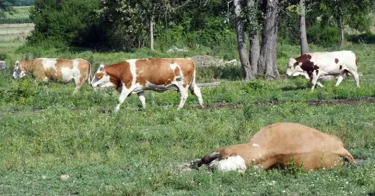 Na farmi u BiH se pojavio antraks, uginulo deset goveda. Ostale životinje stavljene u karantin