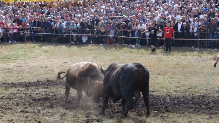 Hiljade ljudi na Manjači: Prate se uzbudljive borbe bikova