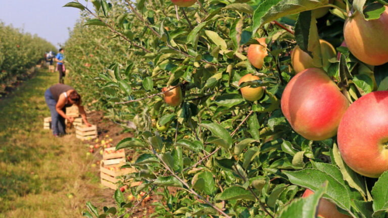 Hrvatska traži hiljade berača voća: Dnevnica 80 KM, ne treba vam škola, mogu i doktori nauka