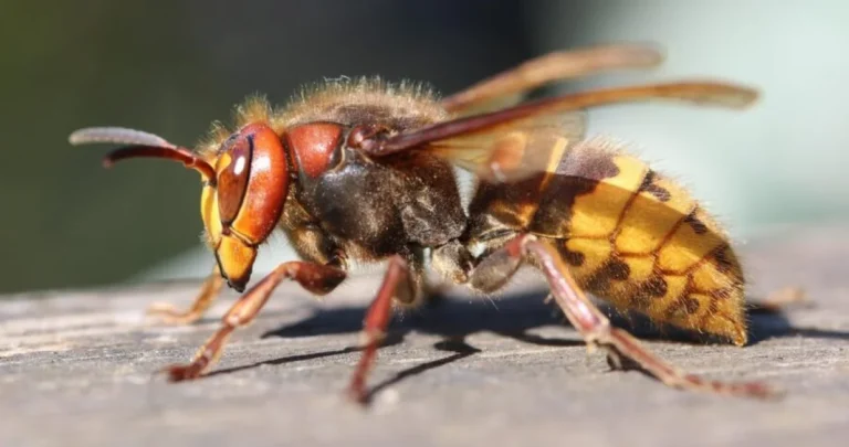 Pazite na ljetovanju: U Hrvatskoj najezda opasnog insekta, situacija postaje alarmantna